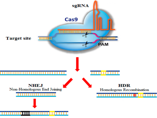 Cas9 Explanation