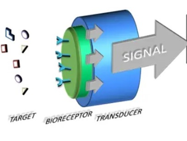 What Are Biosensors Used For And How Does It Work?